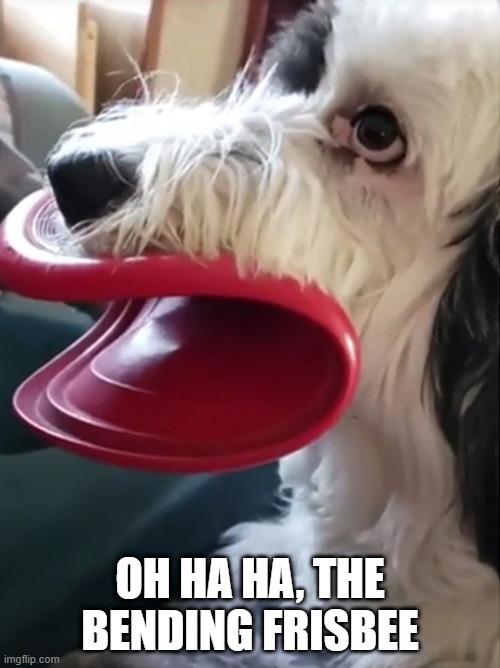 Frisbee Mishap | OH HA HA, THE BENDING FRISBEE | image tagged in dogs | made w/ Imgflip meme maker