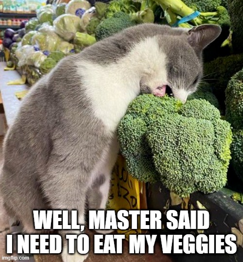 Broccoli Cat | WELL, MASTER SAID I NEED TO EAT MY VEGGIES | image tagged in cats | made w/ Imgflip meme maker