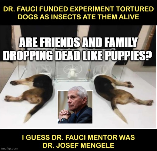 Fauci torturing dogs | ARE FRIENDS AND FAMILY DROPPING DEAD LIKE PUPPIES? | image tagged in fauci torturing dogs | made w/ Imgflip meme maker