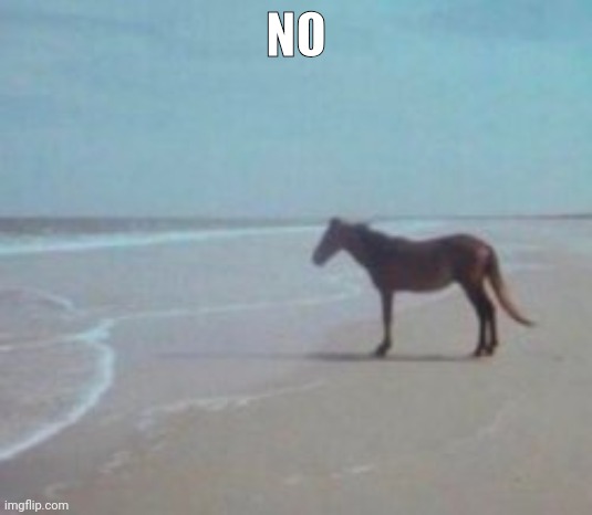 Horse on Beach Man | NO | image tagged in horse on beach man | made w/ Imgflip meme maker