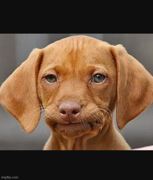 Straight face dog | image tagged in straight face dog | made w/ Imgflip meme maker