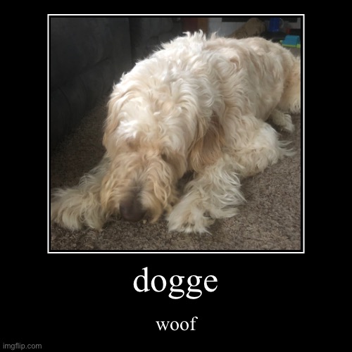dogge | woof | image tagged in funny,demotivationals | made w/ Imgflip demotivational maker