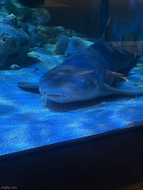 have a silly nurse shark that was at a sea center | made w/ Imgflip meme maker
