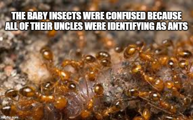 memes by Brad - Baby ants had uncles that were identifying as aunts | THE BABY INSECTS WERE CONFUSED BECAUSE ALL OF THEIR UNCLES WERE IDENTIFYING AS ANTS | image tagged in funny,fun,insects,funny meme,humor,uncle | made w/ Imgflip meme maker