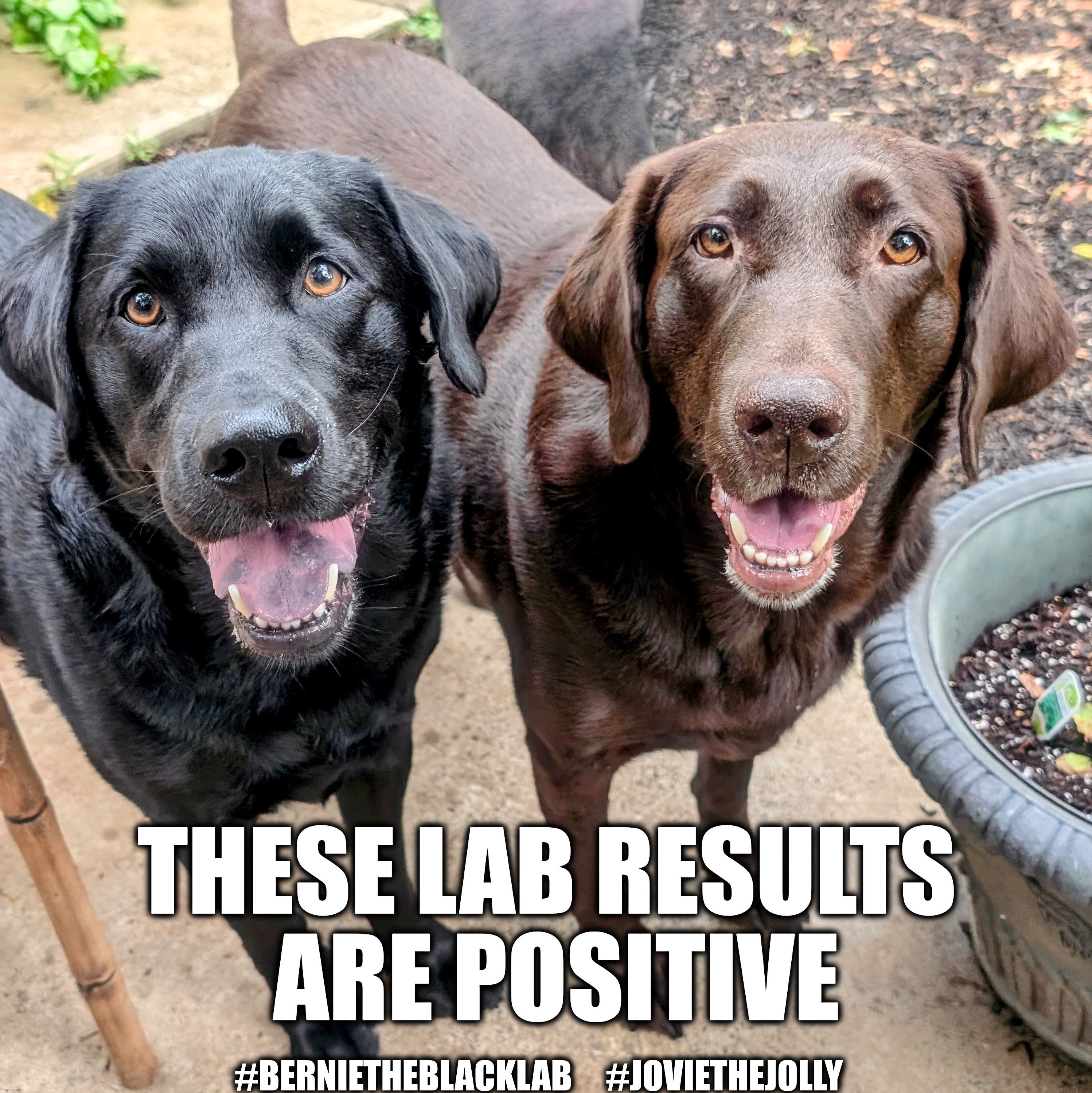 Positive lab results | THESE LAB RESULTS
 ARE POSITIVE; #BERNIETHEBLACKLAB     #JOVIETHEJOLLY | image tagged in labrador,dogs,dog memes,lab results,cute dogs,happy | made w/ Imgflip meme maker