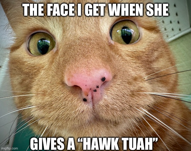 Dex-cat | THE FACE I GET WHEN SHE; GIVES A “HAWK TUAH” | image tagged in dex-cat | made w/ Imgflip meme maker