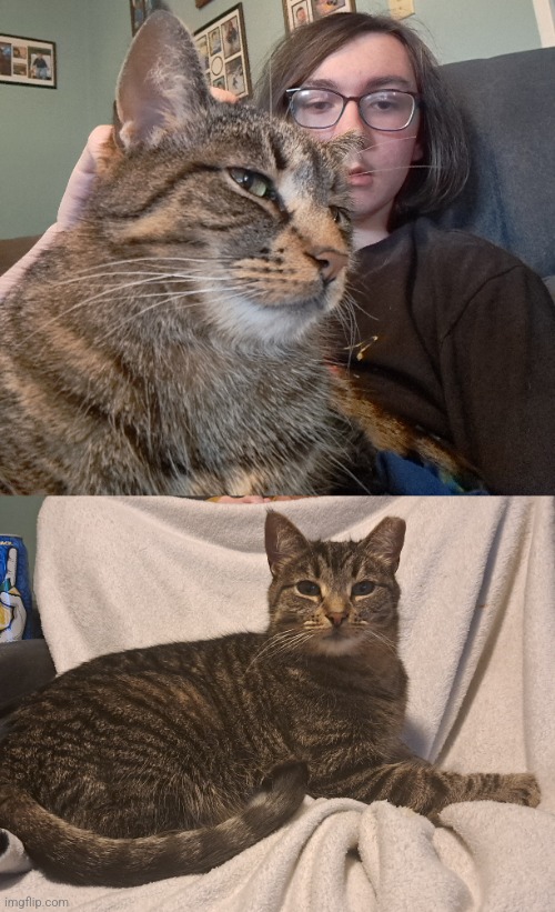 Me and cat | image tagged in cat,cats,face reveal | made w/ Imgflip meme maker