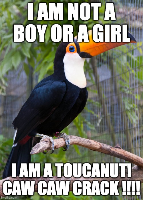 toucan | I AM NOT A BOY OR A GIRL; I AM A TOUCANUT! CAW CAW CRACK !!!! | image tagged in toucan | made w/ Imgflip meme maker