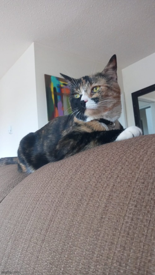 My friends cat. Isn't she cute! I WANT TO KIDNAP HER I WANT HER CAT | made w/ Imgflip meme maker