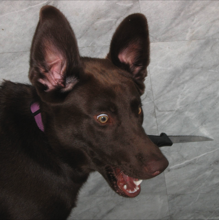 dog wif knief Blank Meme Template