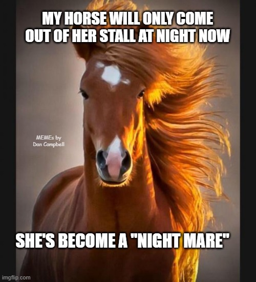 Horse | MY HORSE WILL ONLY COME OUT OF HER STALL AT NIGHT NOW; MEMEs by Dan Campbell; SHE'S BECOME A "NIGHT MARE" | image tagged in horse | made w/ Imgflip meme maker