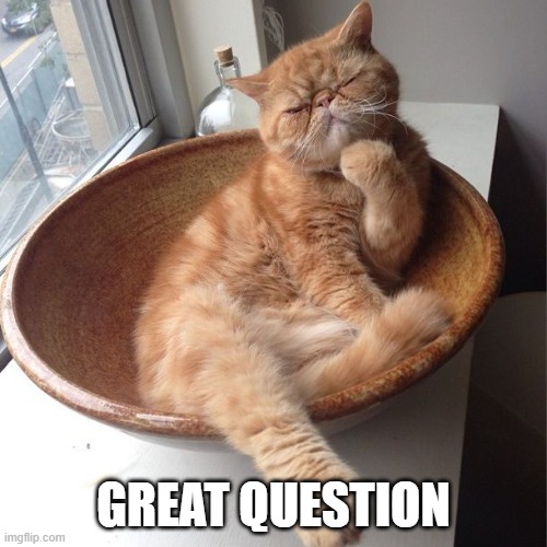Wondering cat | GREAT QUESTION | image tagged in wondering cat | made w/ Imgflip meme maker