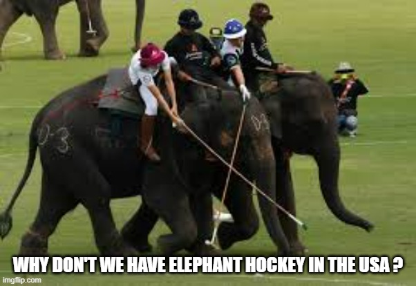 memes by Brad - They don't have elephant hockey in america | WHY DON'T WE HAVE ELEPHANT HOCKEY IN THE USA ? | image tagged in sports,funny,elephants,hockey,humor,funny meme | made w/ Imgflip meme maker