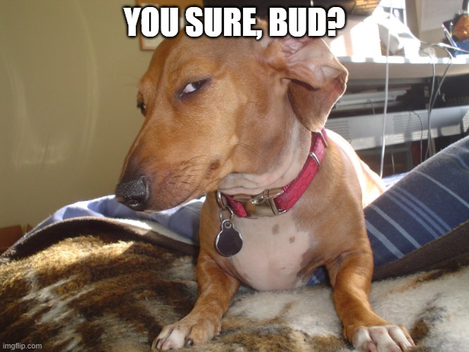 Suspicious Dog | YOU SURE, BUD? | image tagged in suspicious dog | made w/ Imgflip meme maker