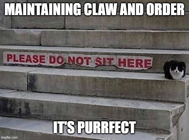 CATS | MAINTAINING CLAW AND ORDER; IT'S PURRFECT | image tagged in cats,funny cats | made w/ Imgflip meme maker