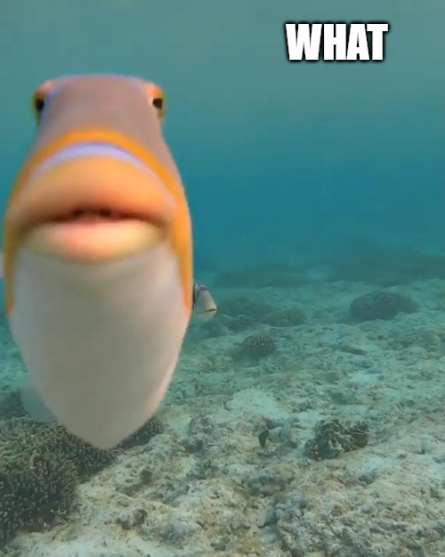 fish Blank Meme Template