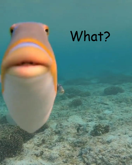 what fish Blank Meme Template