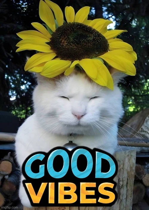 Good Vibes | image tagged in cat,smudge the cat,good vibes,sunflower,flower,peaceful | made w/ Imgflip meme maker