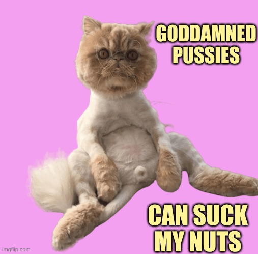 GODDAMNED PUSSIES CAN SUCK MY NUTS | made w/ Imgflip meme maker