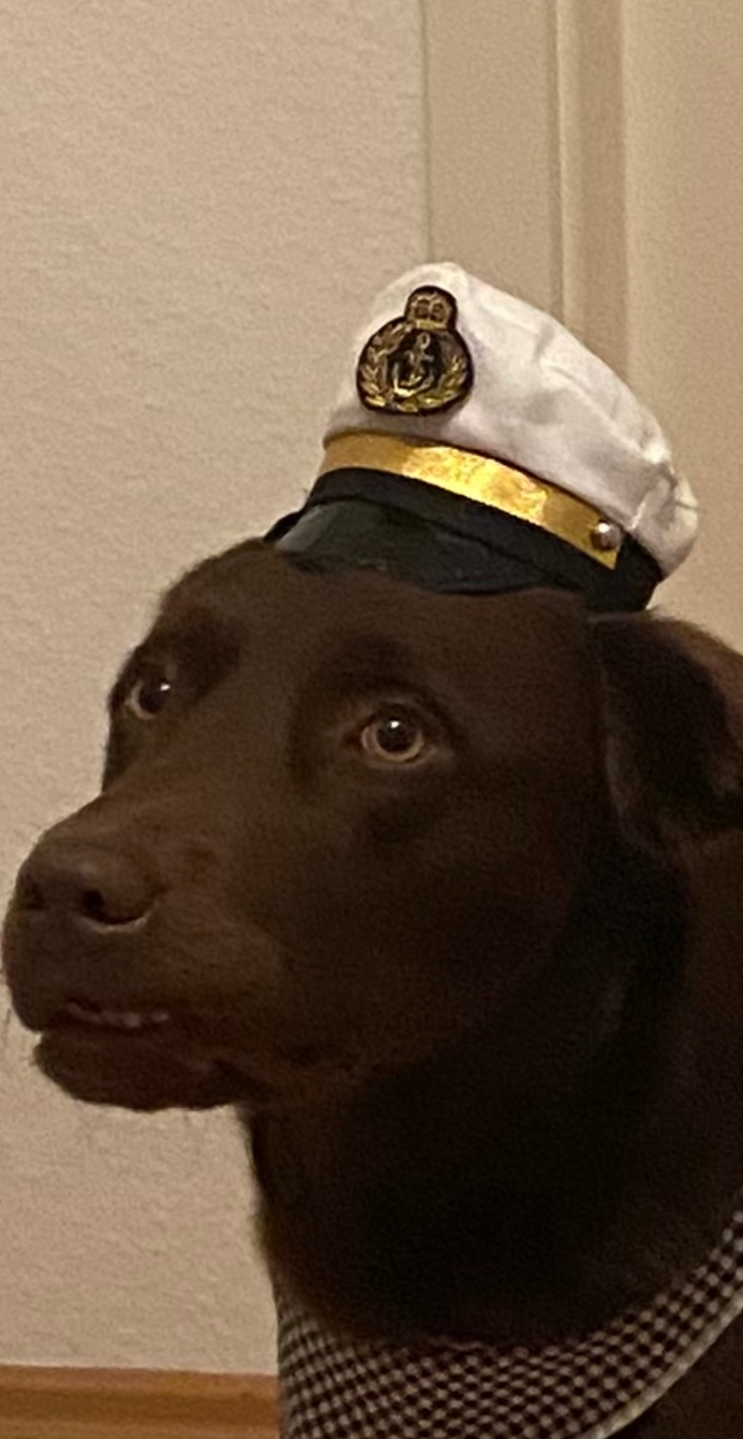 Concerned Captain Dog Blank Meme Template