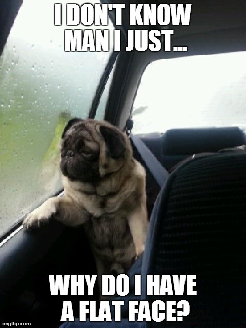 Introspective Pug | I DON'T KNOW MAN I JUST... WHY DO I HAVE A FLAT FACE? | image tagged in introspective pug | made w/ Imgflip meme maker