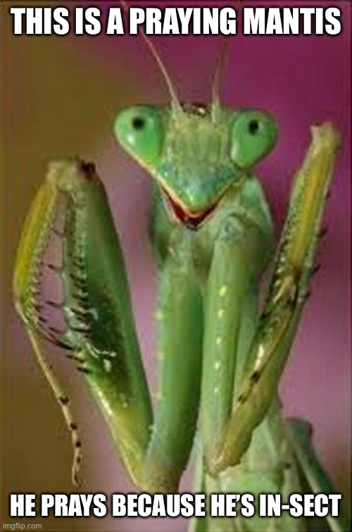 Sect | THIS IS A PRAYING MANTIS; HE PRAYS BECAUSE HE’S IN-SECT | image tagged in praying mantis close up,insect | made w/ Imgflip meme maker
