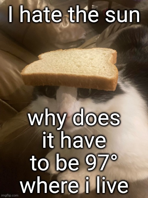 bread cat | I hate the sun; why does it have to be 97° where i live | image tagged in bread cat | made w/ Imgflip meme maker