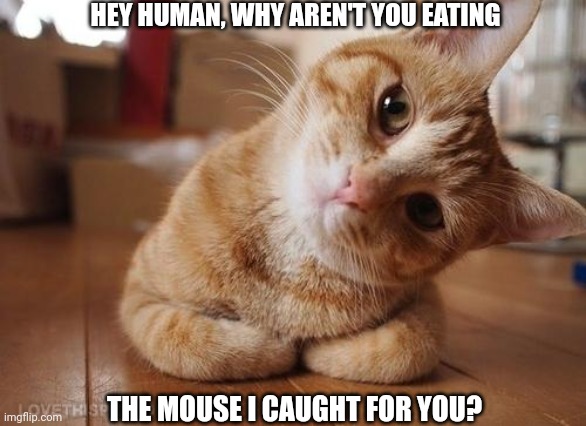 Curious Question Cat | HEY HUMAN, WHY AREN'T YOU EATING; THE MOUSE I CAUGHT FOR YOU? | image tagged in curious question cat | made w/ Imgflip meme maker