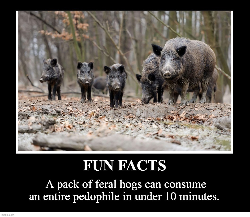 Fun Facts About Feral Hogs | image tagged in feral hogs,child molester,pedophiles,pedophile,pedocillin,perverts | made w/ Imgflip meme maker