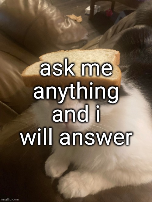 freaky edition /j | ask me anything and i will answer | image tagged in bread cat | made w/ Imgflip meme maker