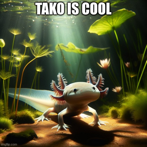 axolotl | TAKO IS COOL | image tagged in axolotl | made w/ Imgflip meme maker