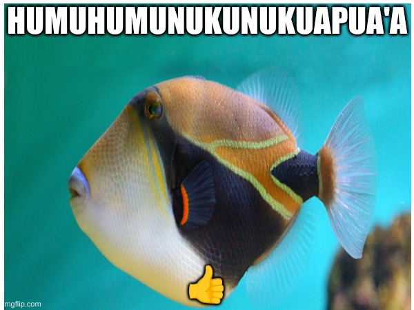 Hawaiian fish | HUMUHUMUNUKUNUKUAPUA'A; 👍 | image tagged in fish,hawaiian,name,long | made w/ Imgflip meme maker