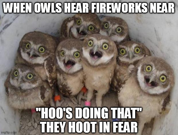 Owls Against Fireworks, 2nd Version | WHEN OWLS HEAR FIREWORKS NEAR; "HOO'S DOING THAT"
THEY HOOT IN FEAR | image tagged in excited owls | made w/ Imgflip meme maker
