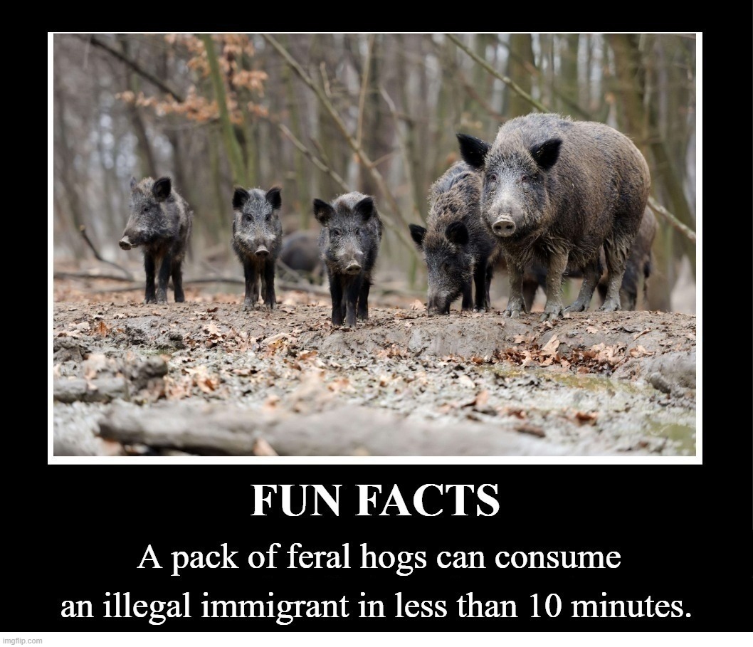 Let's Play Border Patrol! | image tagged in feral hogs,illegal immigrants,illegal immigrant,illegal immigration,border patrol,smorgasbord | made w/ Imgflip meme maker