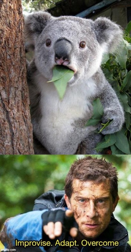 image tagged in wtf koala,bear grylls improvise adapt overcome | made w/ Imgflip meme maker