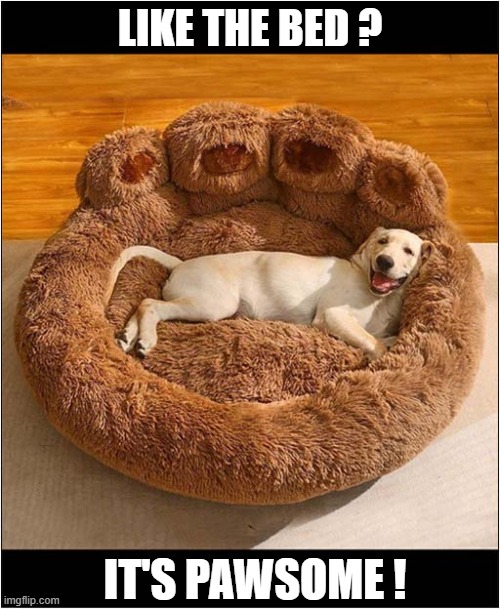 An Awesome Bed ! | LIKE THE BED ? IT'S PAWSOME ! | image tagged in dogs,bed,paw,awesome | made w/ Imgflip meme maker