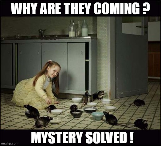 There Are Rats In The Kitchen ! | WHY ARE THEY COMING ? MYSTERY SOLVED ! | image tagged in rats,kitchen,song lyrics | made w/ Imgflip meme maker