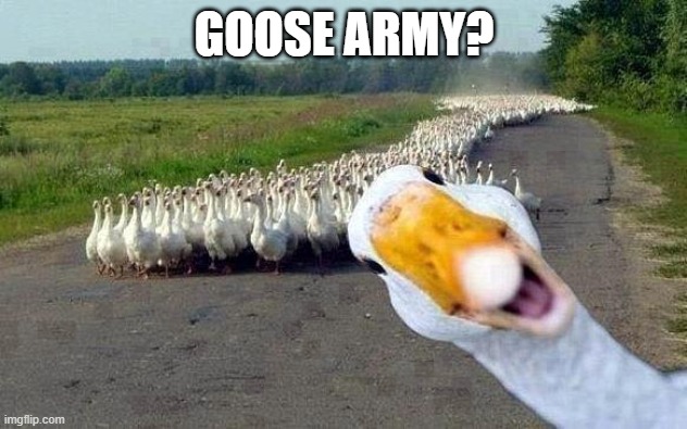 GOOSE | GOOSE ARMY? | image tagged in goose | made w/ Imgflip meme maker