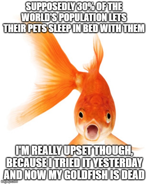Goldfish | SUPPOSEDLY 30% OF THE WORLD'S POPULATION LETS THEIR PETS SLEEP IN BED WITH THEM; I'M REALLY UPSET THOUGH, BECAUSE I TRIED IT YESTERDAY AND NOW MY GOLDFISH IS DEAD | image tagged in goldfish | made w/ Imgflip meme maker