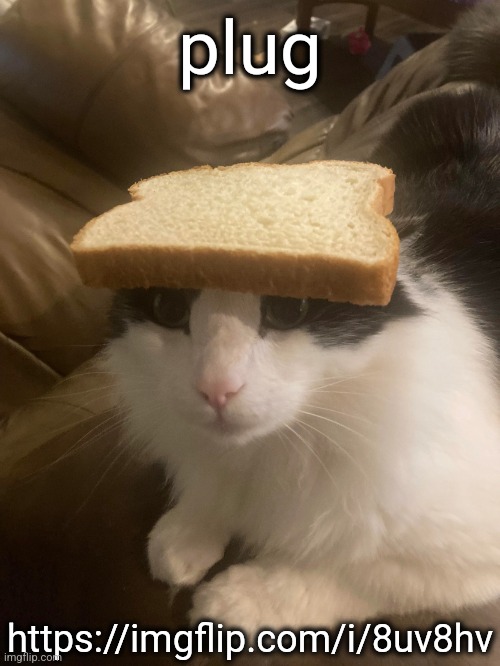 https://imgflip.com/i/8uv8hv | plug; https://imgflip.com/i/8uv8hv | image tagged in bread cat | made w/ Imgflip meme maker