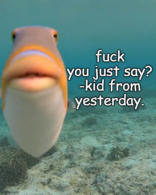 staring fish | fuck you just say?
-kid from yesterday. | image tagged in staring fish | made w/ Imgflip meme maker