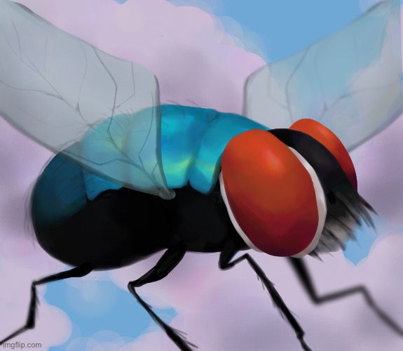 ermn redrew a fly | made w/ Imgflip meme maker