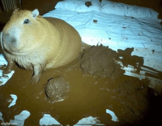 Capybara | image tagged in memes,capybara,disgusting,feces | made w/ Imgflip meme maker