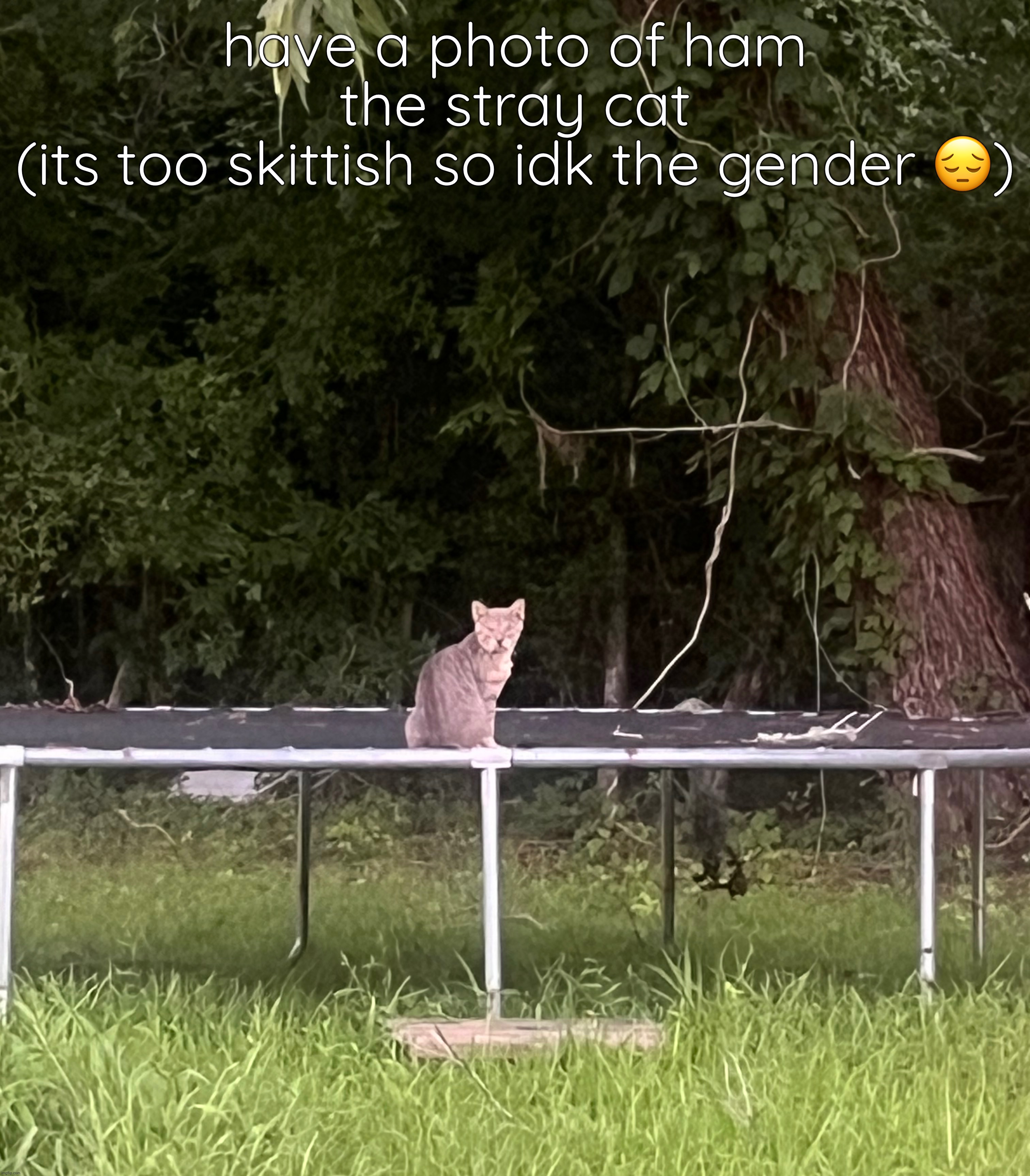 also why i couldn’t move close enough to get a clear photo so this is at 5x zoom | have a photo of ham the stray cat
(its too skittish so idk the gender 😔) | made w/ Imgflip meme maker