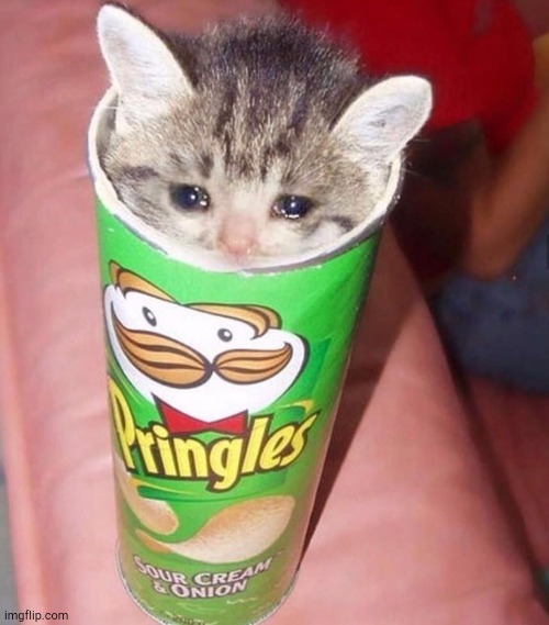 Sad Pringle Kitten | image tagged in sad pringle kitten | made w/ Imgflip meme maker