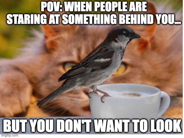 Don't look behind you | POV: WHEN PEOPLE ARE STARING AT SOMETHING BEHIND YOU... BUT YOU DON'T WANT TO LOOK | image tagged in cat,birds,hunting,uh oh | made w/ Imgflip meme maker