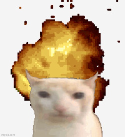 exploding cat | image tagged in exploding cat | made w/ Imgflip meme maker