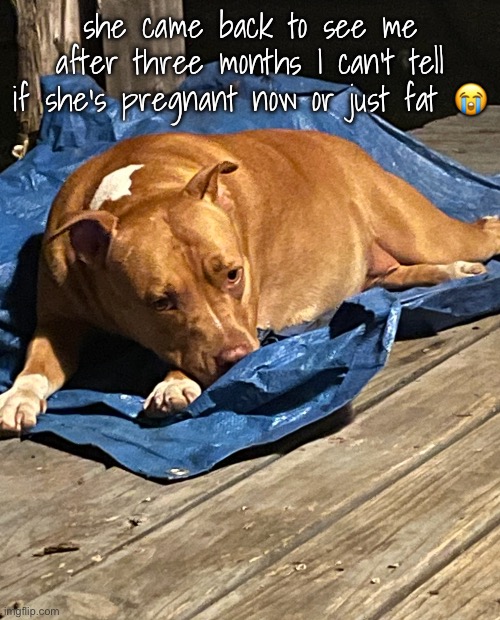 i think she’s pregnant she hasn’t tried to jump on me or anything:< | she came back to see me after three months I can’t tell if she’s pregnant now or just fat 😭 | made w/ Imgflip meme maker
