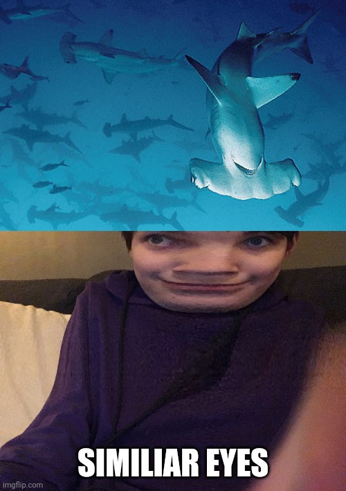 SIMILIAR EYES | image tagged in alexis silly goober,hammerhead shark | made w/ Imgflip meme maker