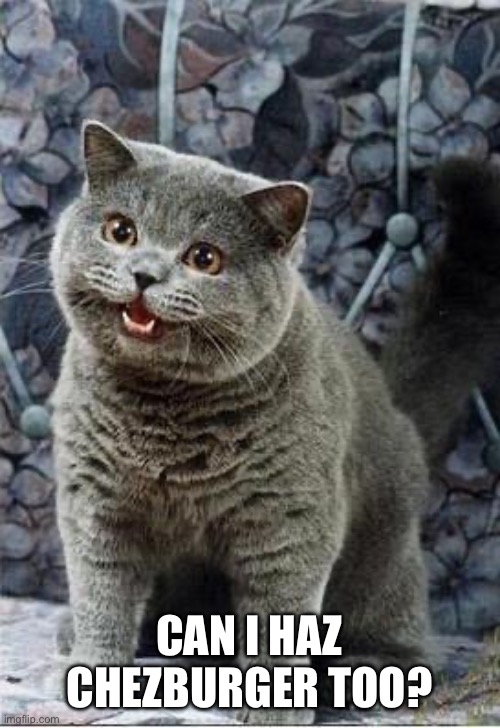 I can has cheezburger cat | CAN I HAZ CHEZBURGER TOO? | image tagged in i can has cheezburger cat | made w/ Imgflip meme maker